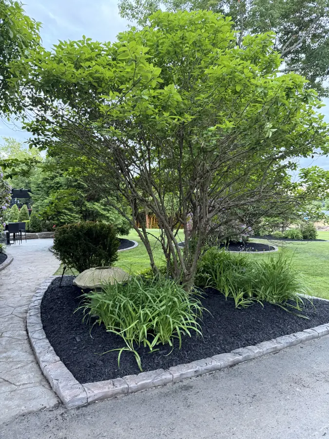 Ornamental tree with daylilies in a black mulch bed with stone edging beside a driveway — landscaping project in Halifax, Nova Scotia
